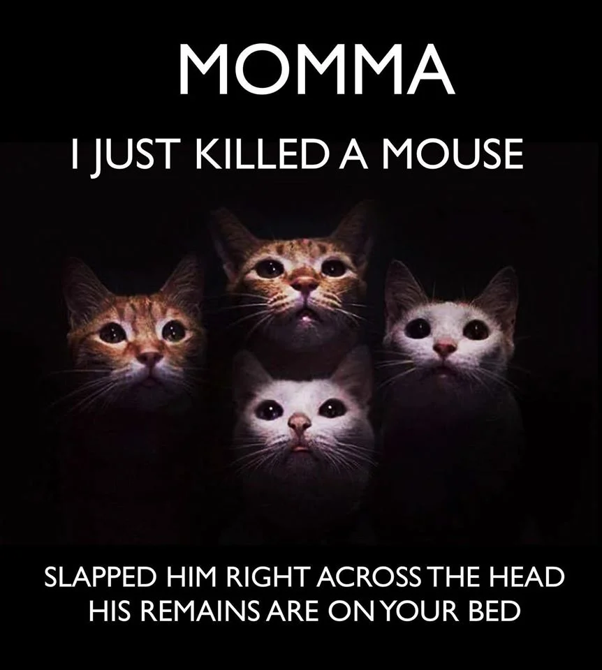 05E6C374-357D-477E-BA2E-9EC7242EDCFF.webp