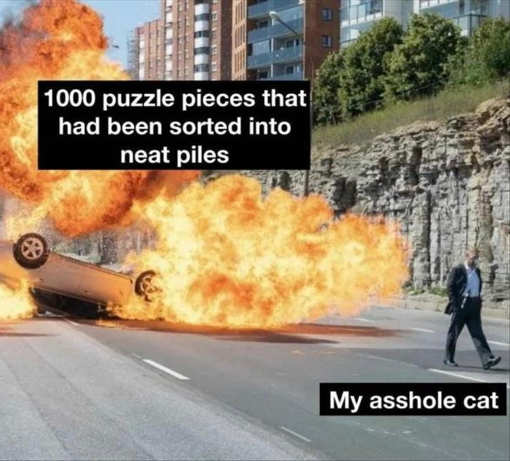 1000-puzzle-pieces-sorted-ahole-cat-explode.jpg