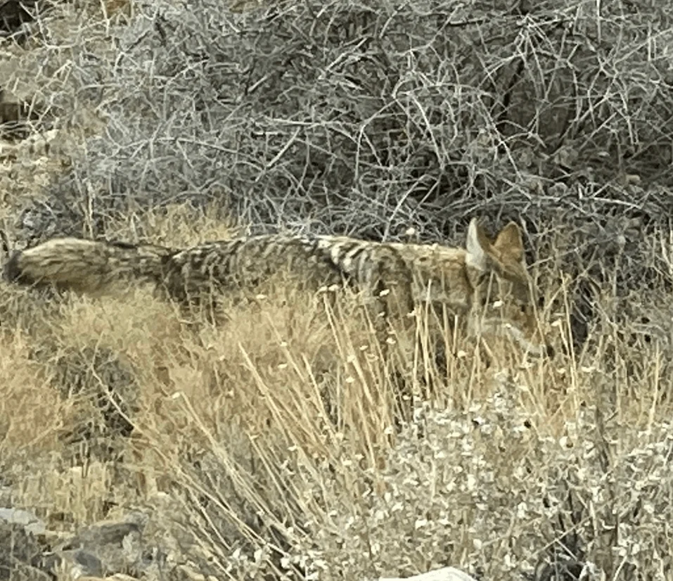 IMG_3335.jpeg