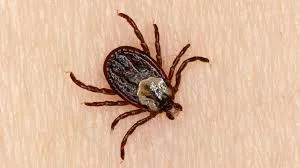 Can a tick really paralyze a person? - ABC News