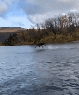 1614698174427.gif