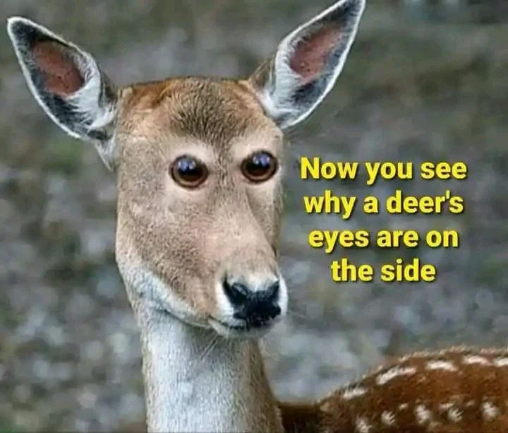 1712979759791.webp