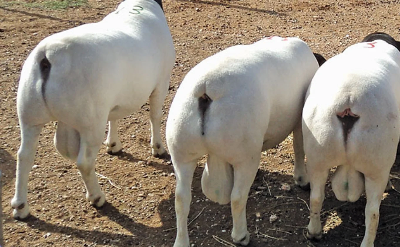 1733860204414.webp