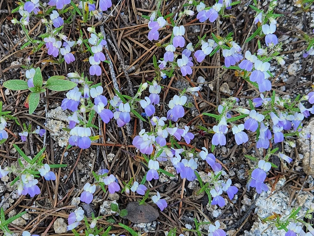 1748395886191.webp