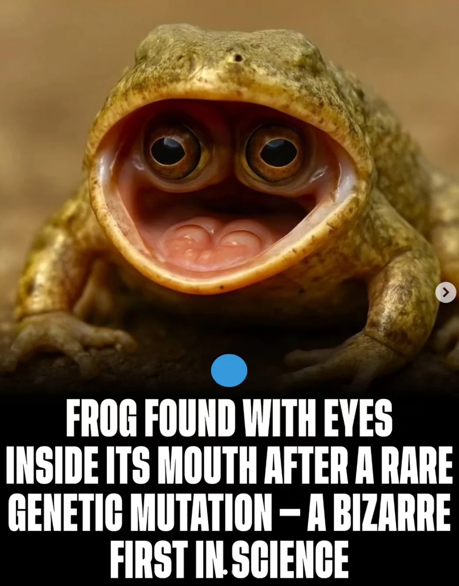 1783747587229.webp
