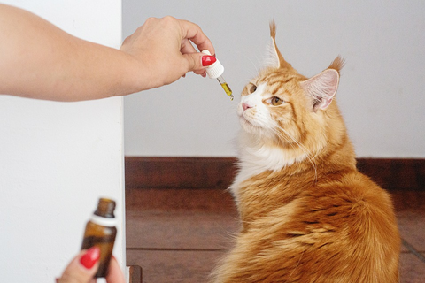 1coconut_oil_for_cats_480x480.png