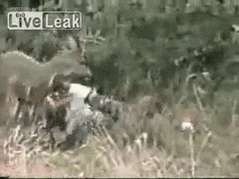 200.gif