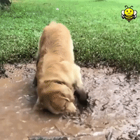 200.gif