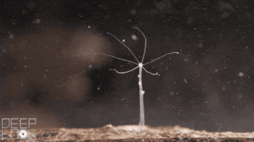 Water Hydra GIF by PBS Digital Studios