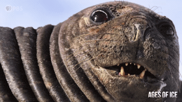 Seal Smile GIF by PBS
