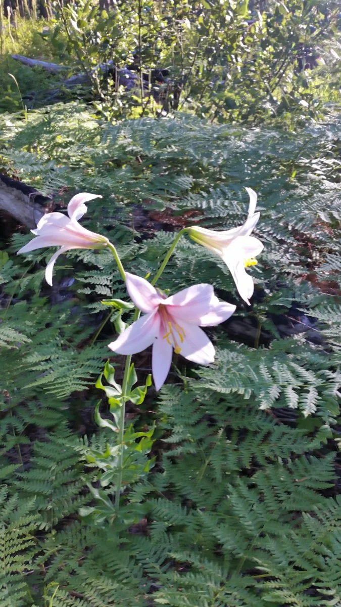 20190704_175826.webp