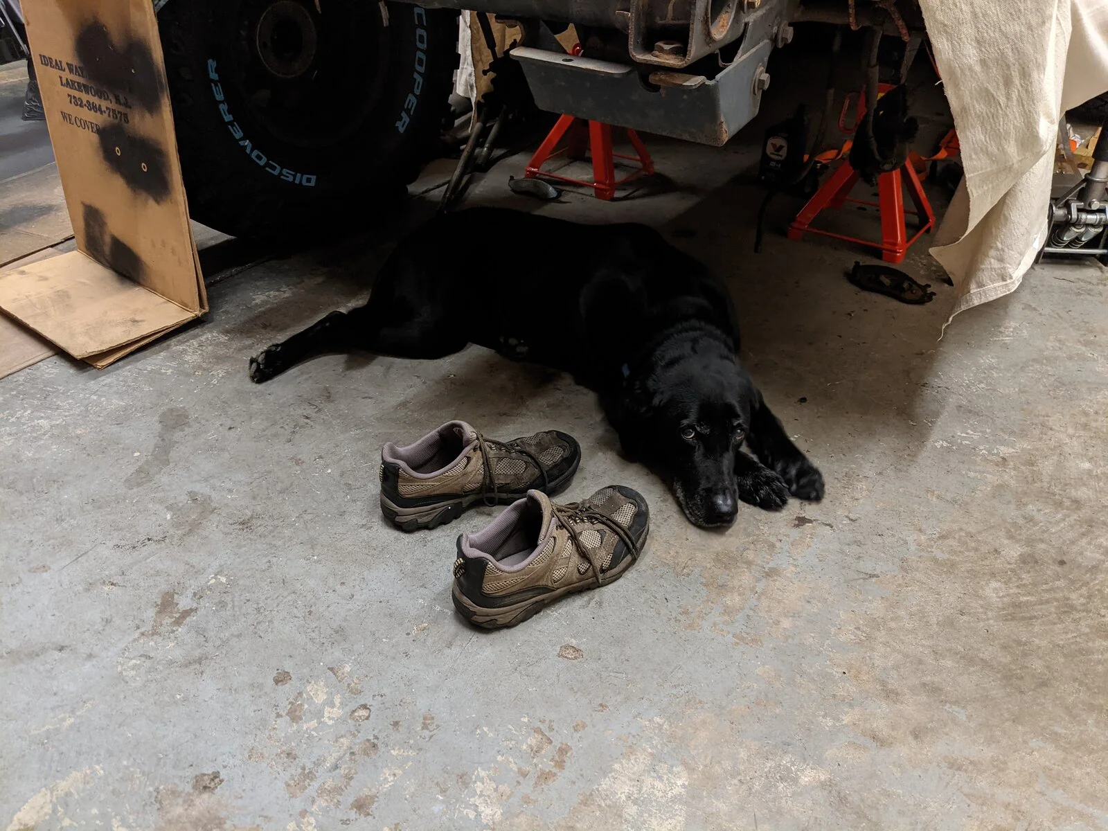 32 - Dog.webp