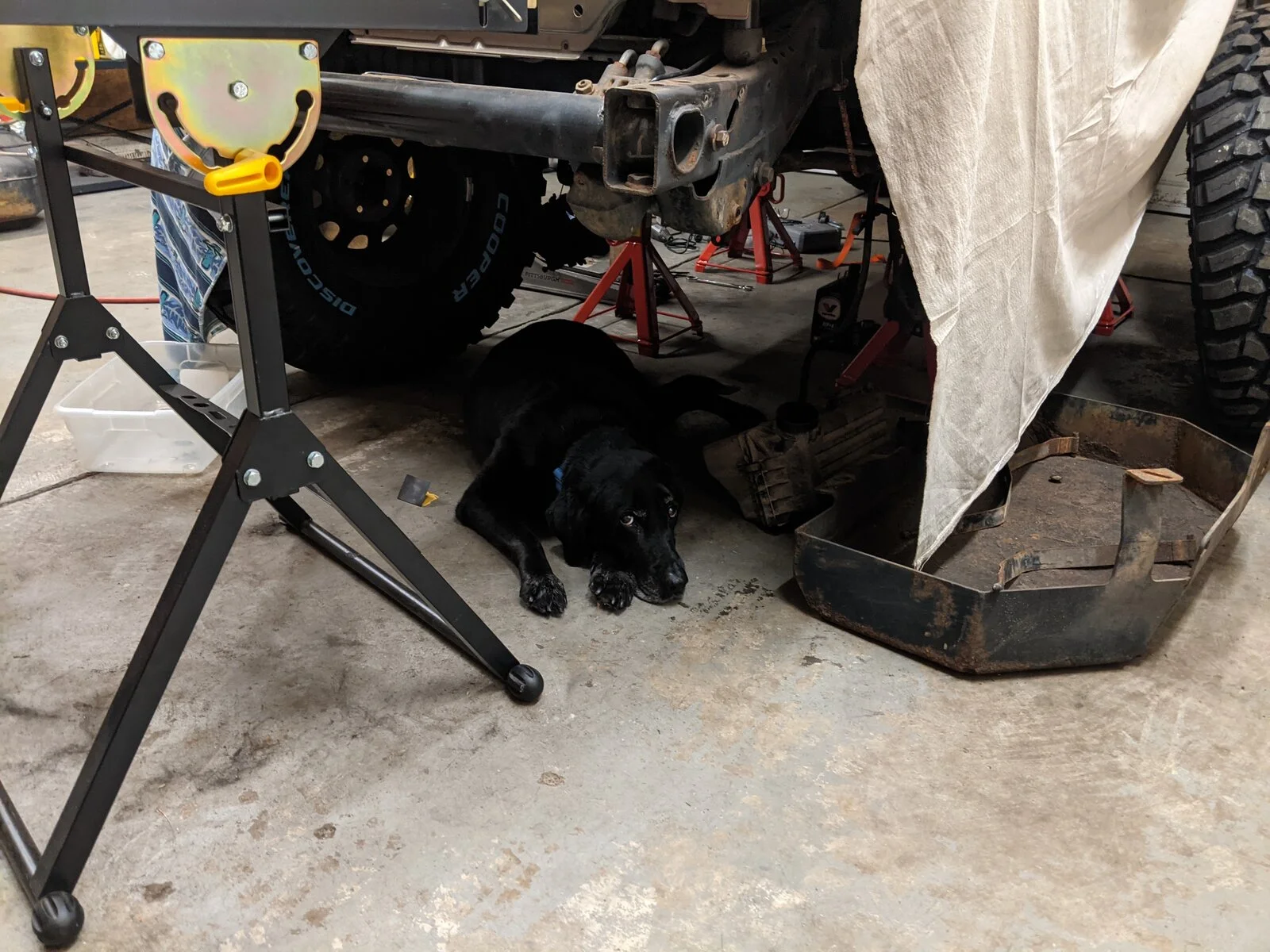 35 - Dog (2).webp