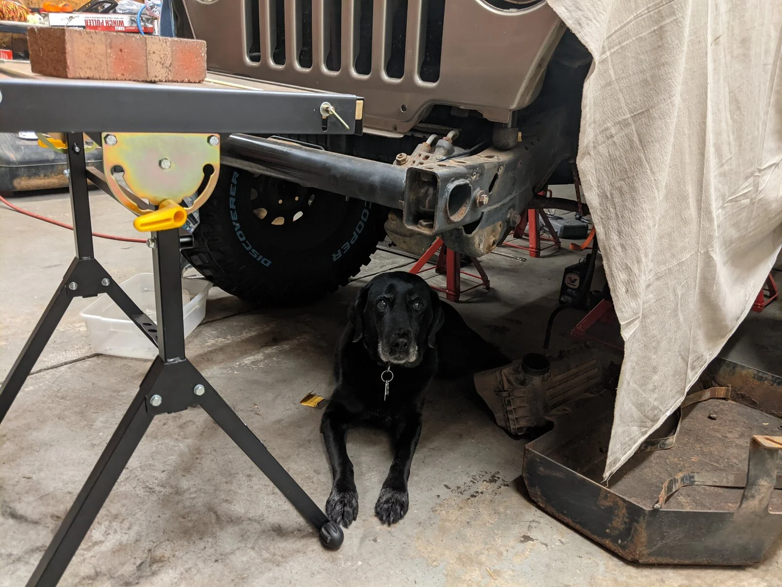35 - Dog.webp