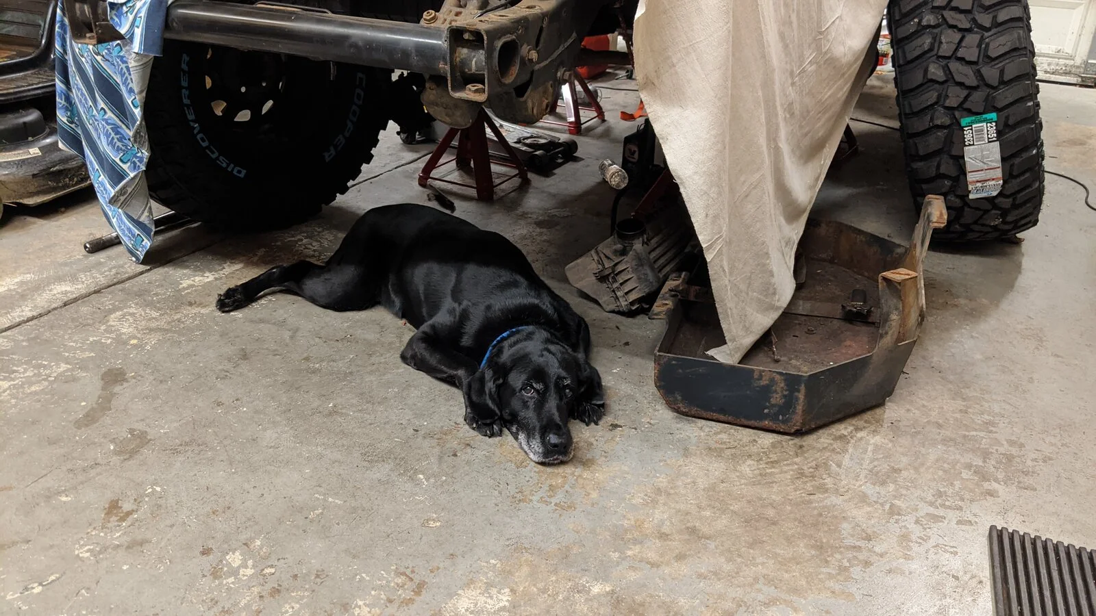 36 - Dog.webp