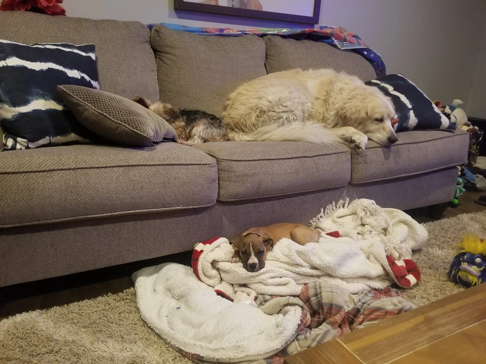 3dogs.webp