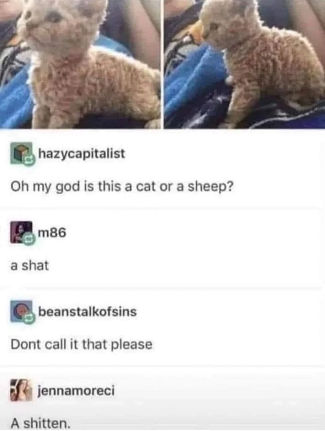 a shitten.webp