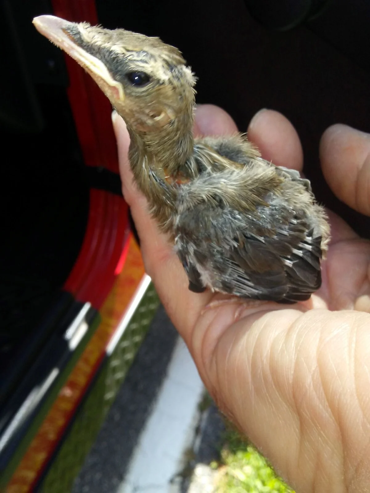 baby bird in jeep.jpg