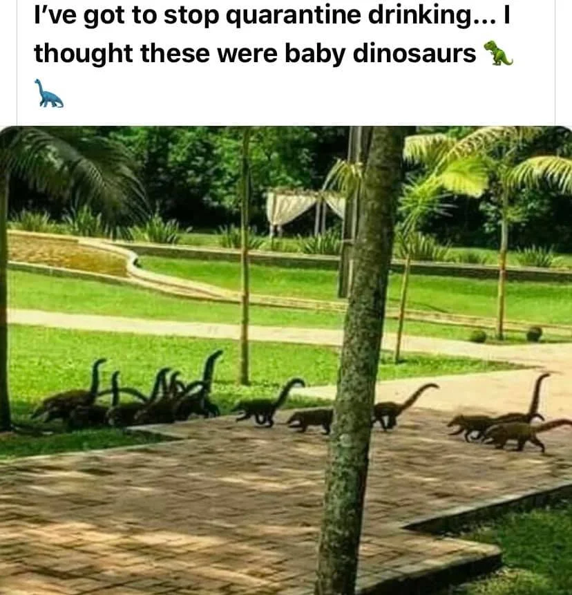 baby dinos.webp
