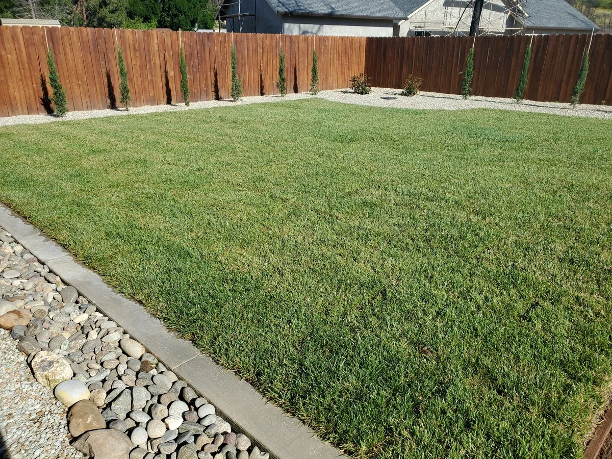 Back Yard 05 06 2020.webp