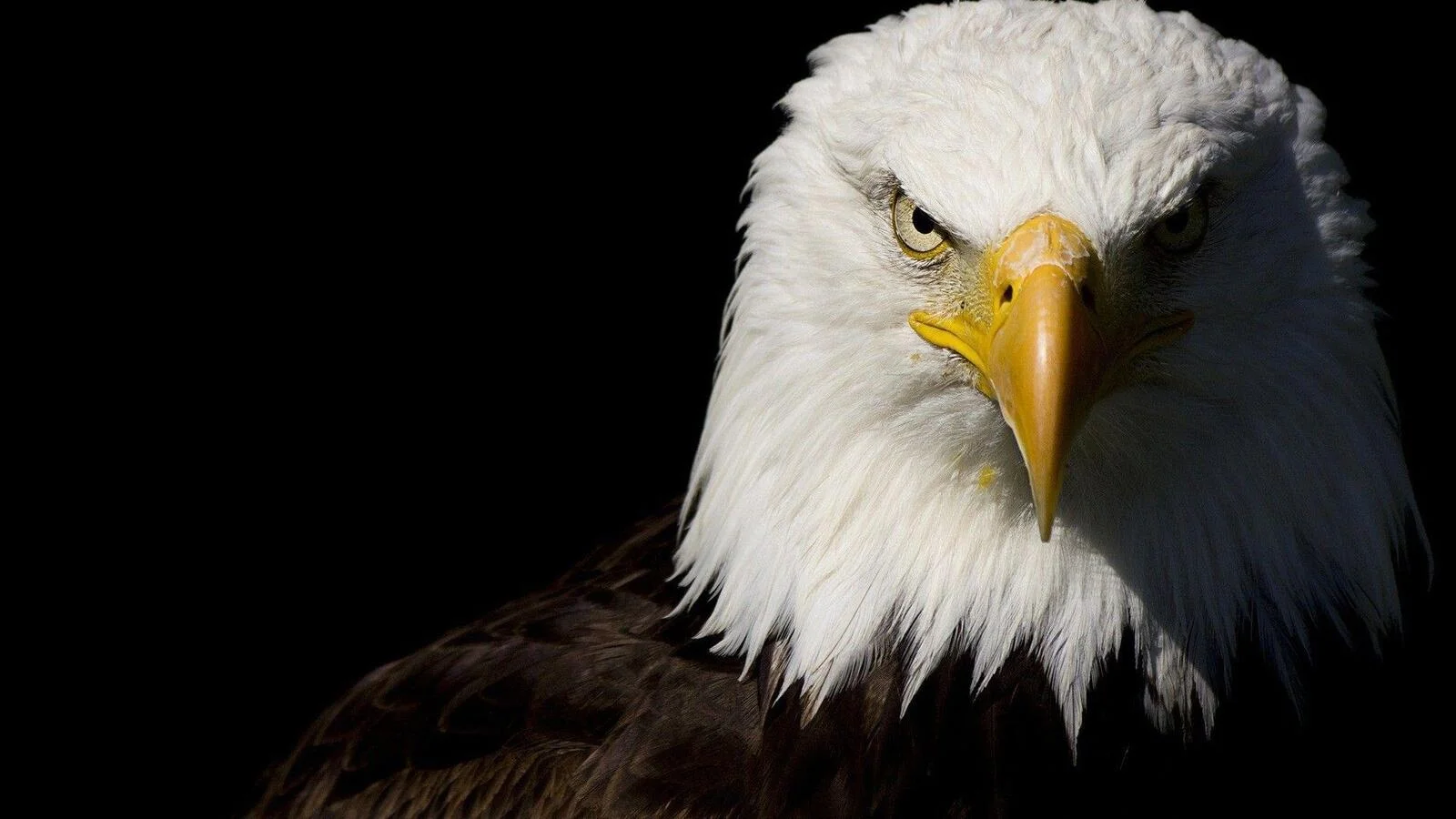 bald-eagle.webp
