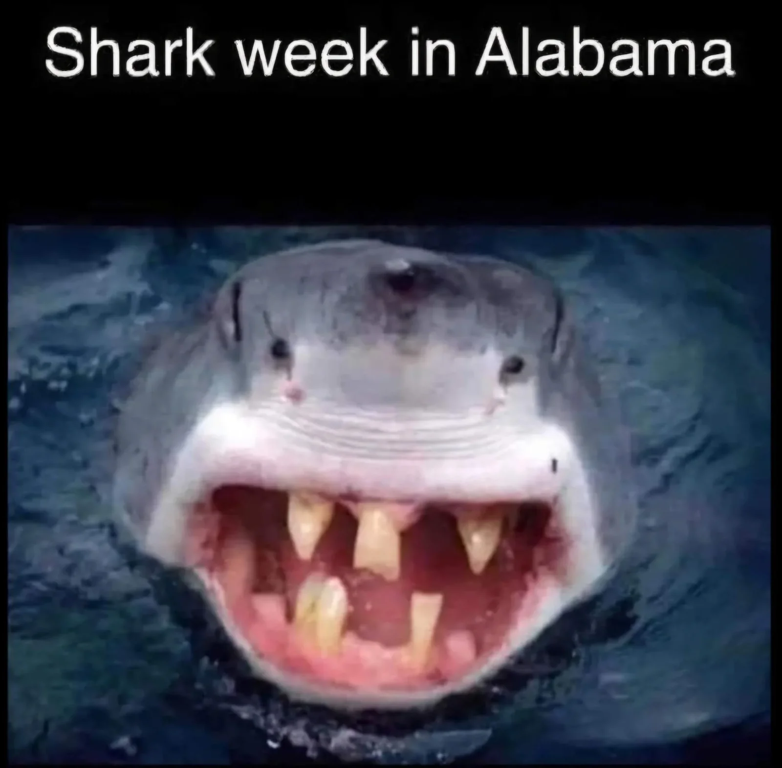bama sherk.webp
