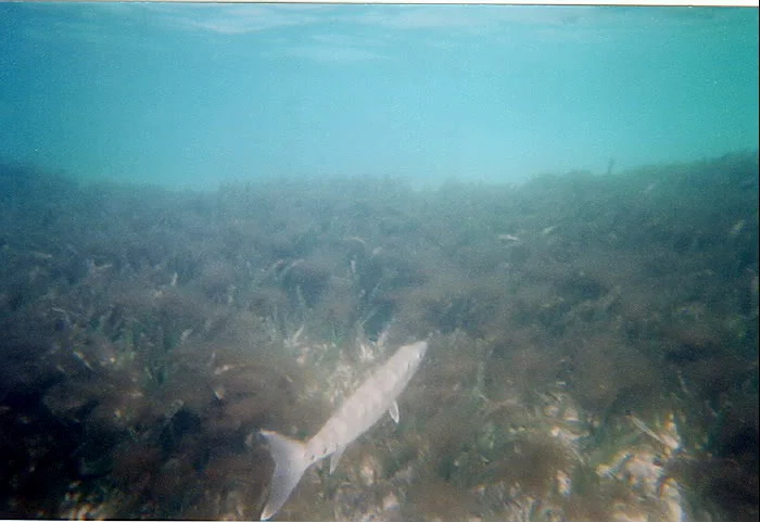 barracuda.jpg