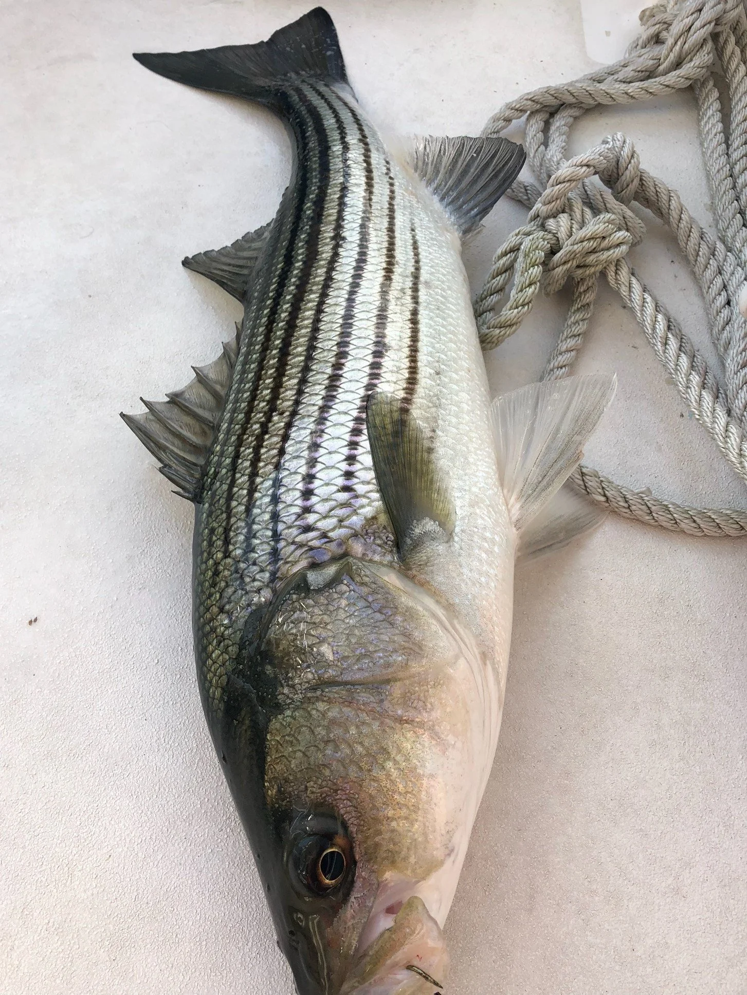 basssy.jpg