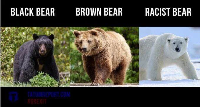 bear.webp