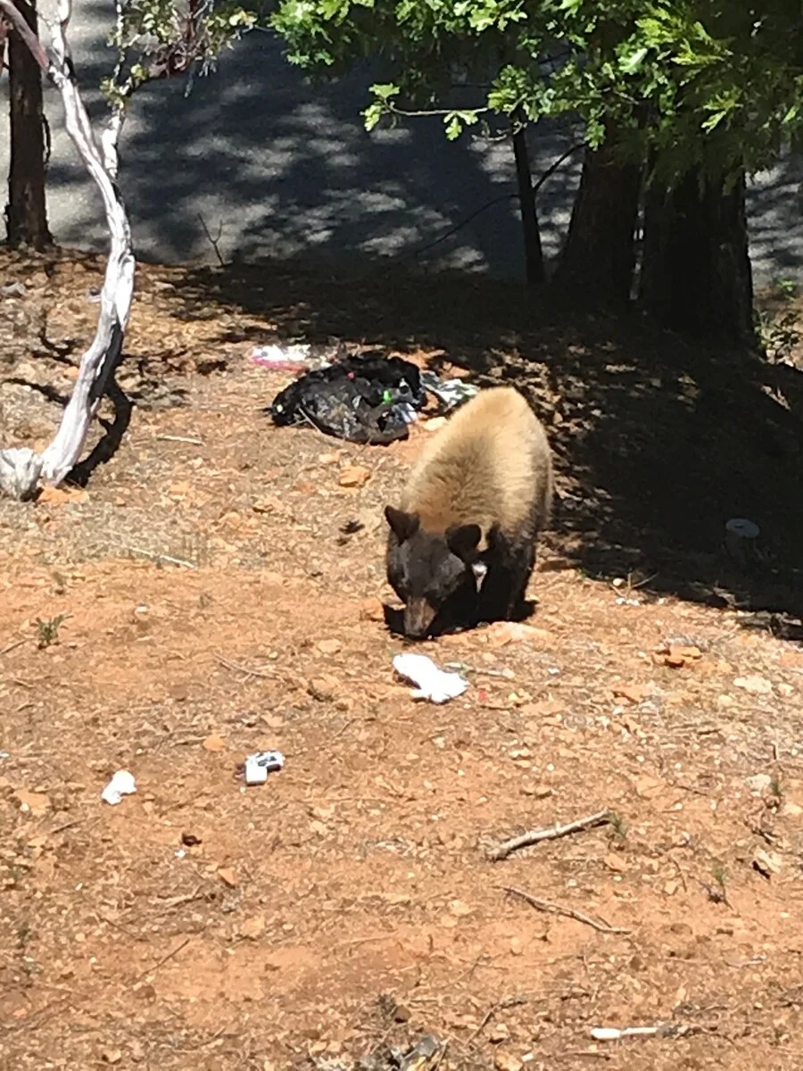 bear1.webp
