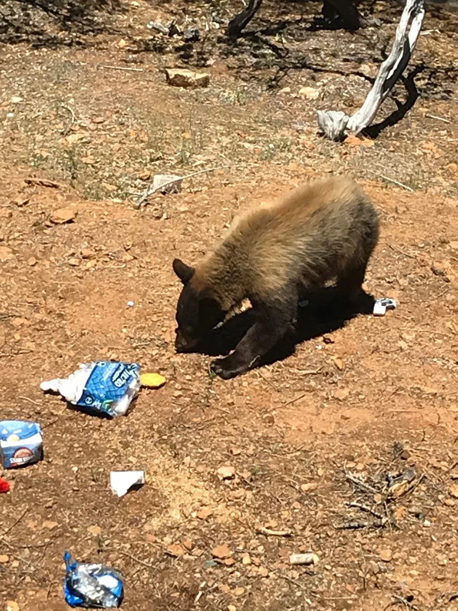 bear2.webp