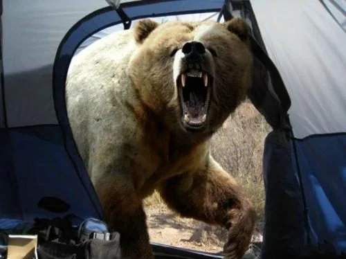 beartent.webp