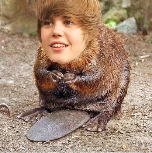 Beaver.webp