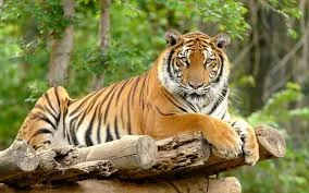 Bengal.webp