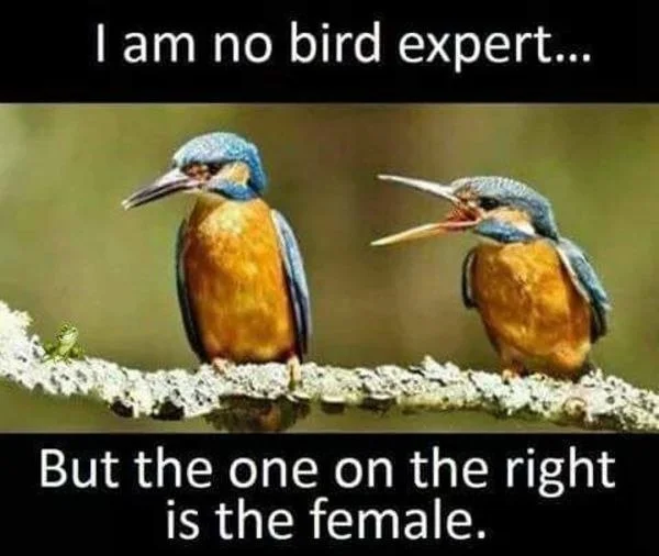 bird.webp