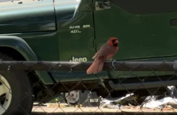 bird.webp