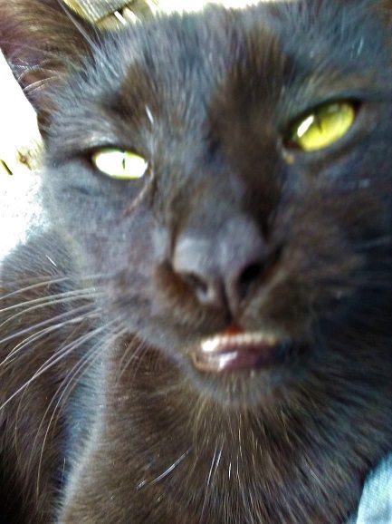Black cat (3).jpg