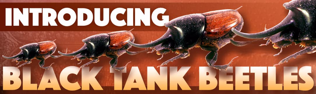 Black-Tank-Beetles.jpg