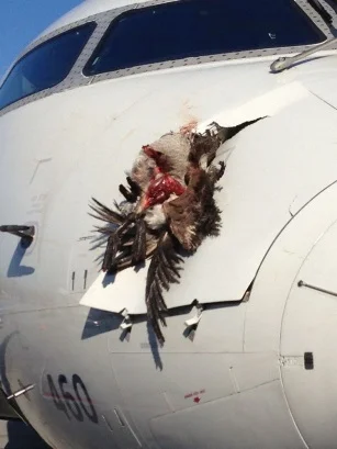 blog_bird-strike.webp