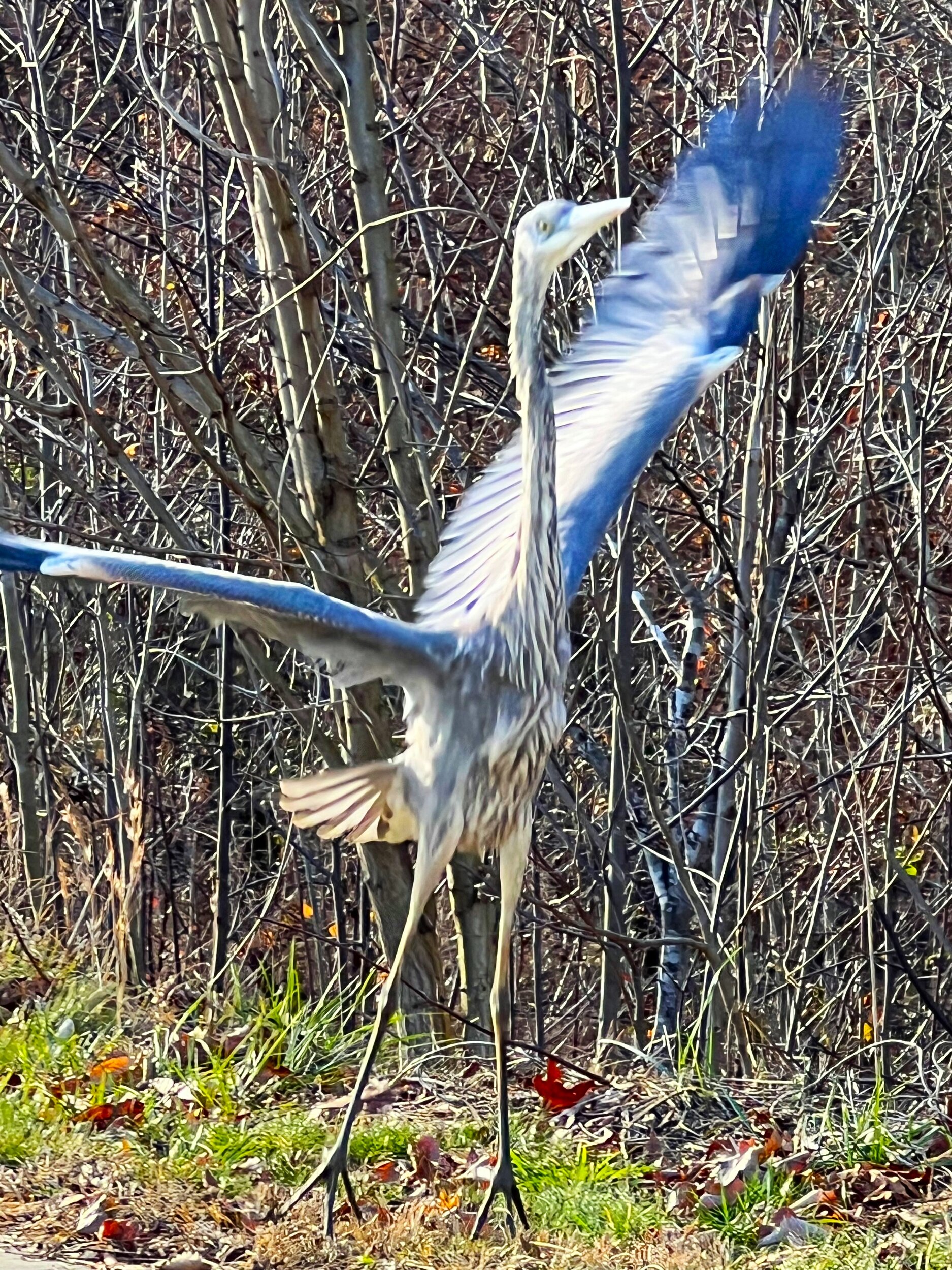 blue heron.jpg