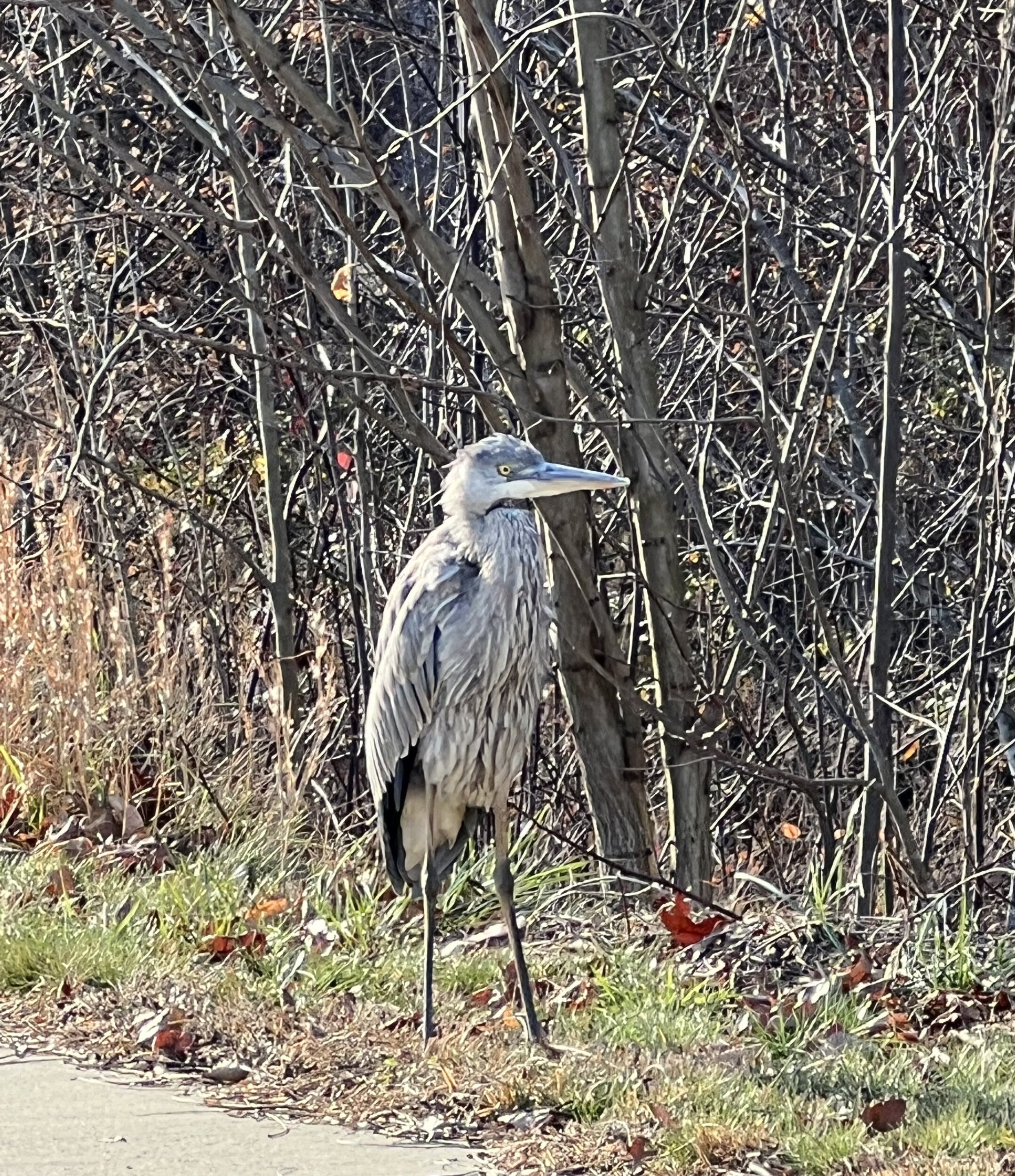 blue heron2.jpg
