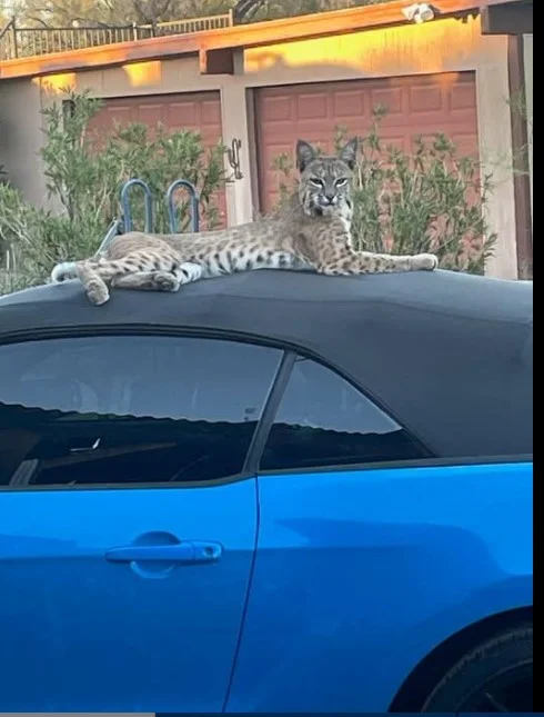 Bobcat.webp