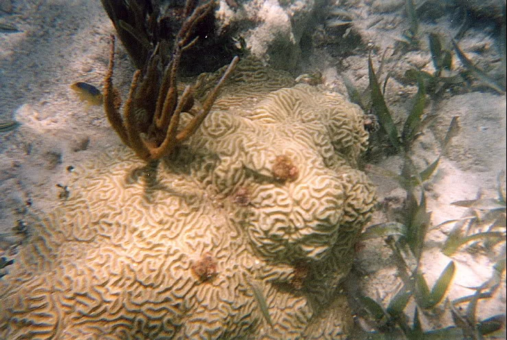 BrainCoralKokoWorms (1).jpg