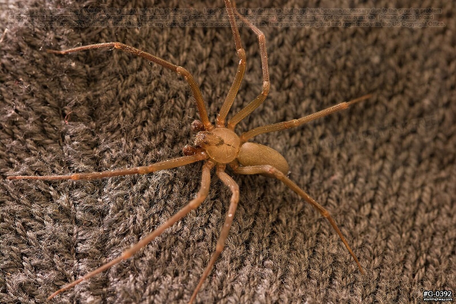 brown recluse.jpg