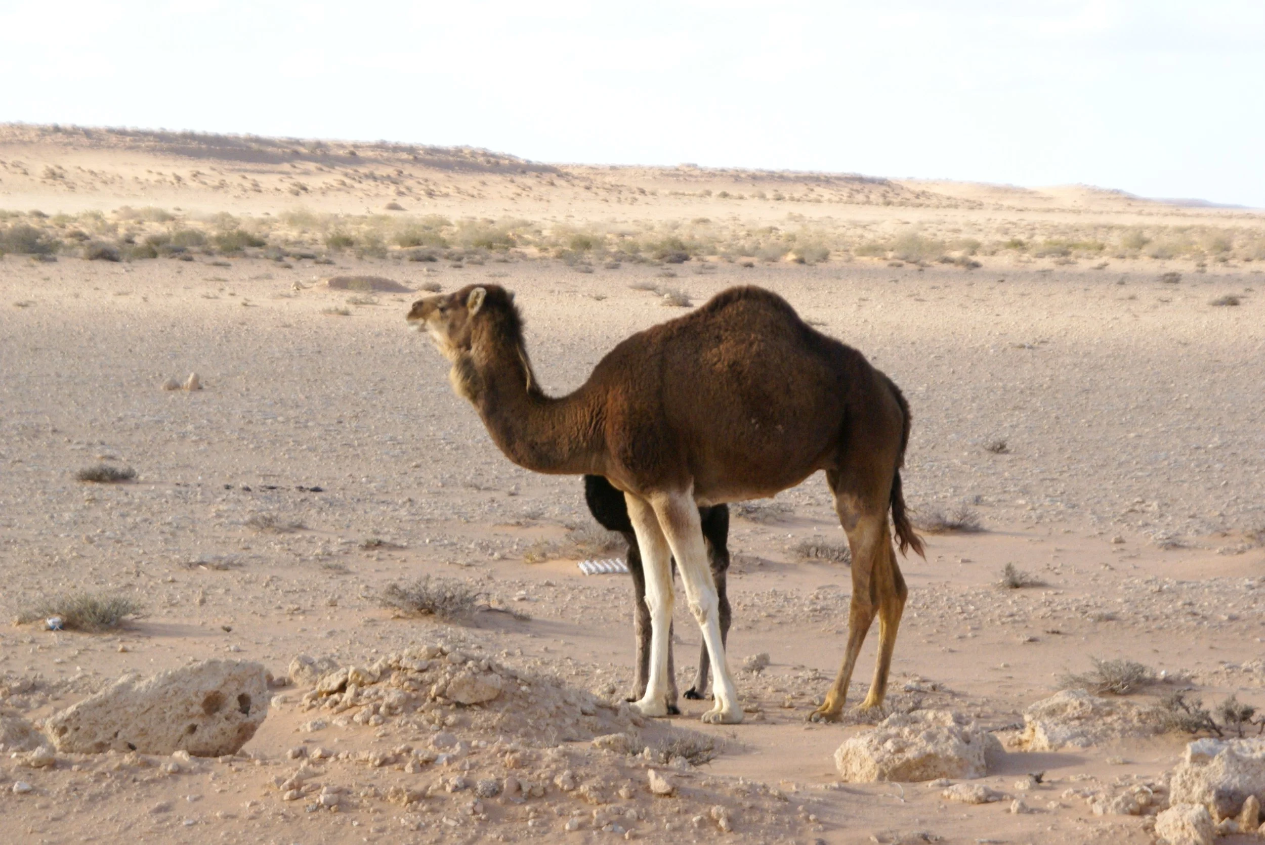 camel.webp