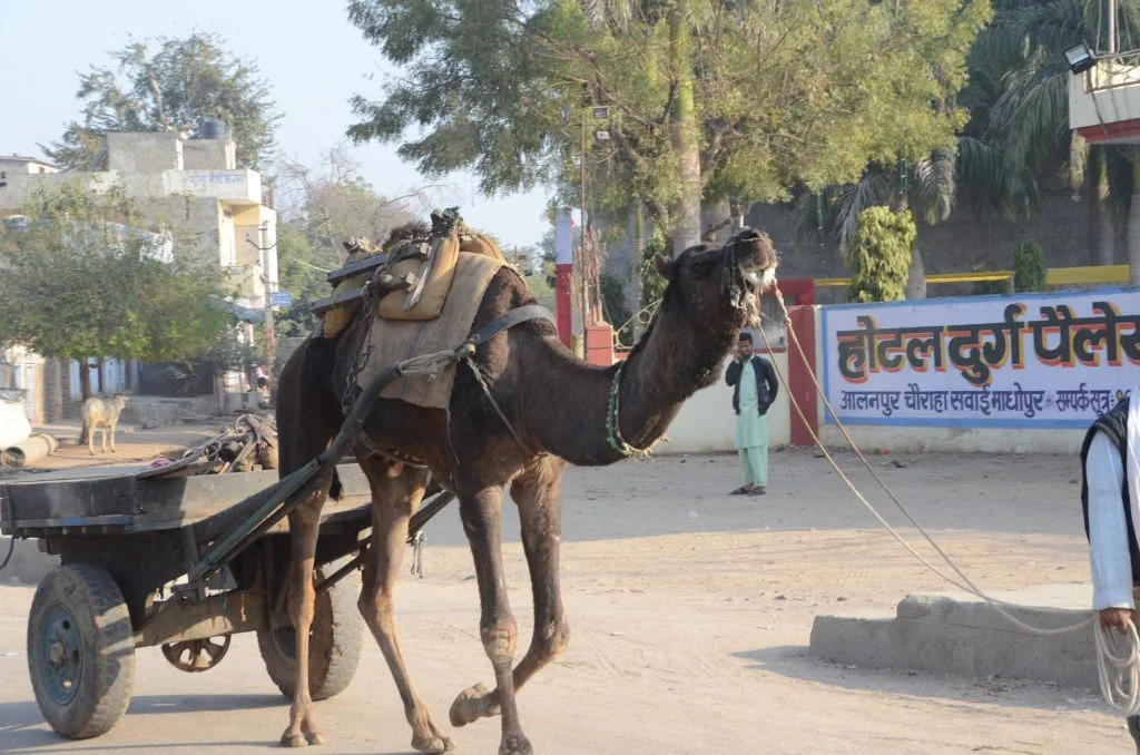 CamelCart.webp