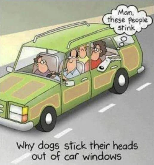 car windows.webp