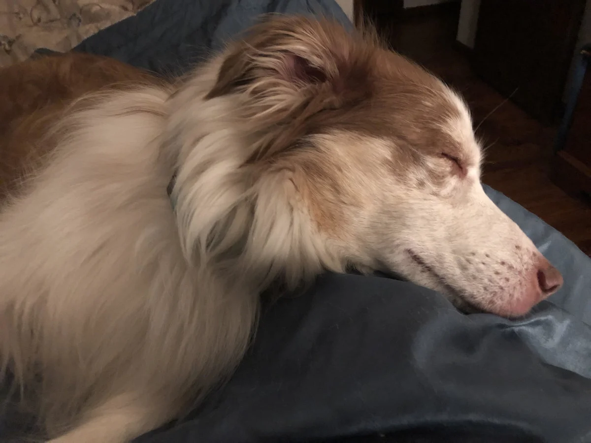 Carum Sleeping.webp
