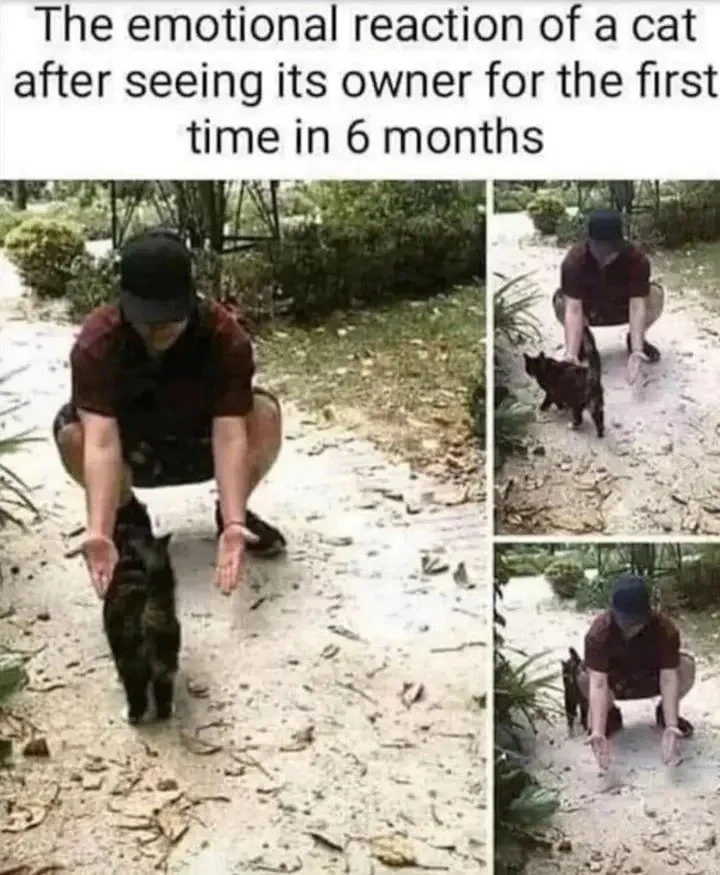 Cat Owner.webp