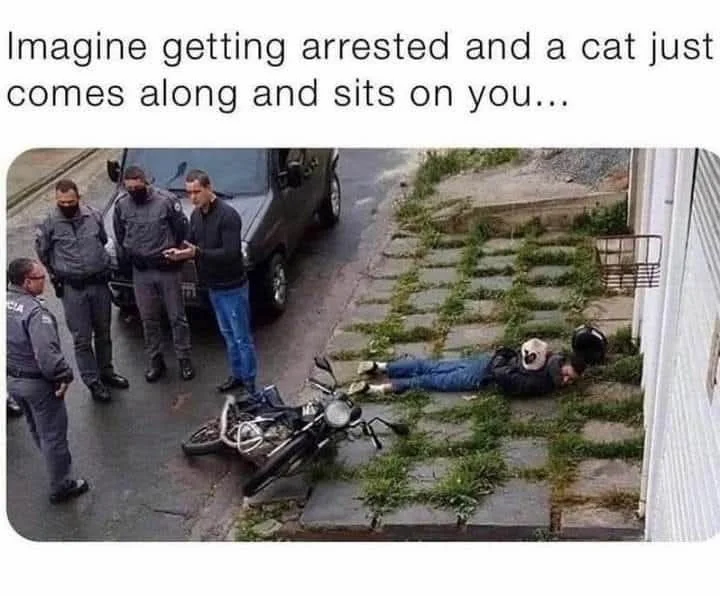 cat-sits-webp.webp